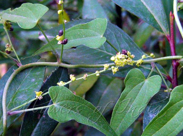 Nepal Yam